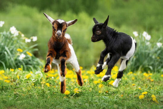 Young goats playing in a green meadow with spring flowers